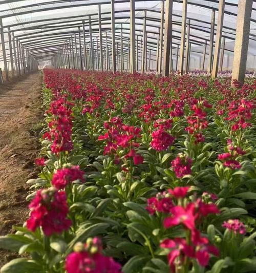 紫罗兰与其他花搭配的花语是什么？