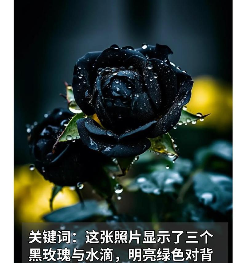 黑玫瑰代表什么情感？花语背后的故事是什么？