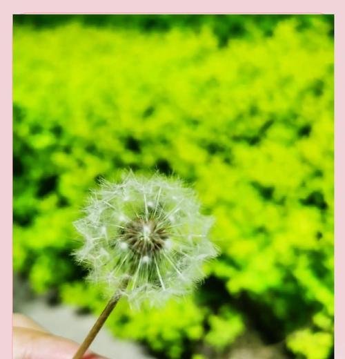蒲公英的花语代表什么？如何用蒲公英表达情感？