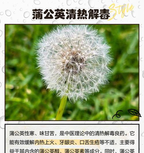 蒲公英的花语代表什么？如何用蒲公英表达情感？