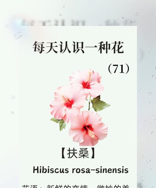 哪种花代表重生和新生？重生的花语是什么？