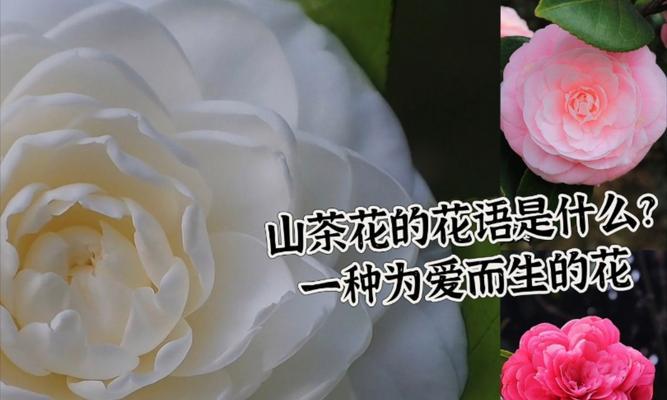 茶花的花语有哪些含义？