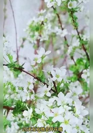 雪柳干花的花语和寓意有何特别之处？
