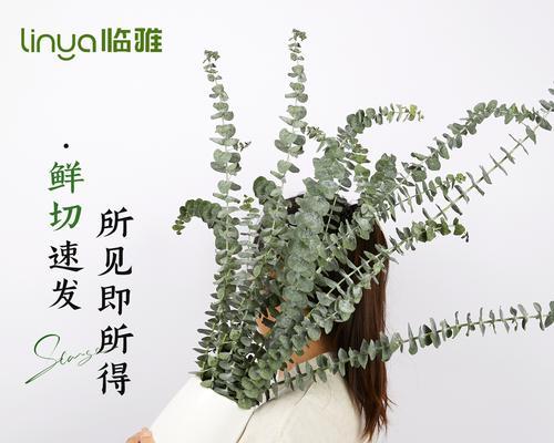 雪柳干花的花语和寓意有何特别之处？