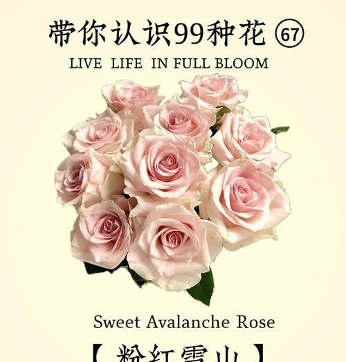 法师玫瑰的花语是什么呢？它有什么特别的寓意？