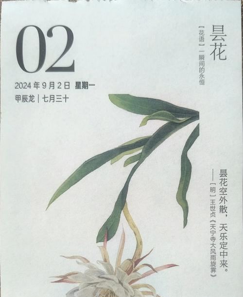 檀花的花语及其寓意是什么？