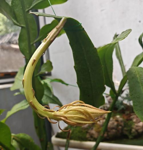 檀花的花语及其寓意是什么？