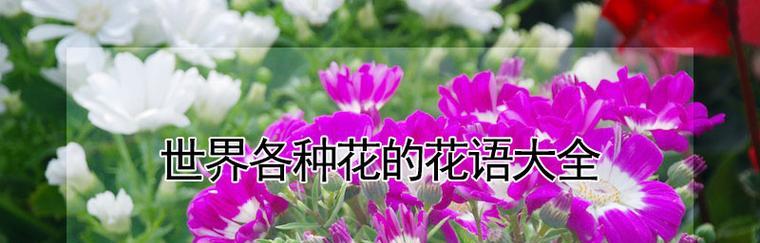 哪种花没有花语？它代表了什么？