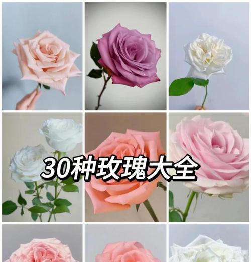 送爸爸玫瑰花有何寓意？它代表了哪种情感？
