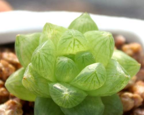 多肉玉露的寓意和花语是什么？多肉植物的花语有哪些？