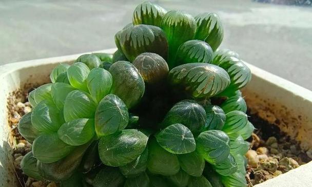 多肉玉露的寓意和花语是什么？多肉植物的花语有哪些？