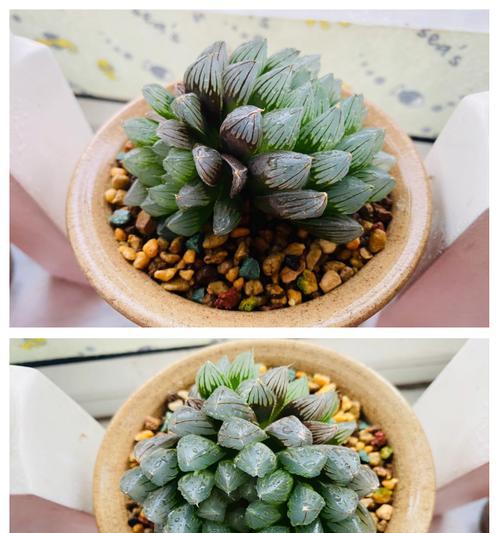 多肉玉露的寓意和花语是什么？多肉植物的花语有哪些？