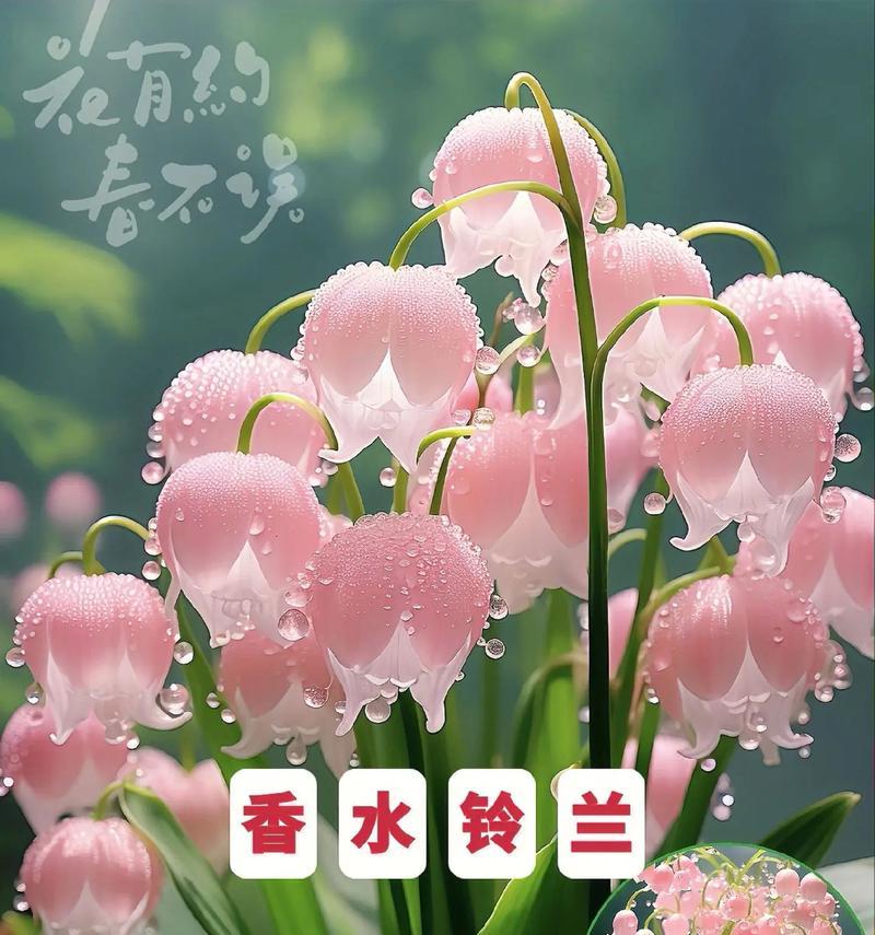 遇见是你最终还是你的花语有何深意？