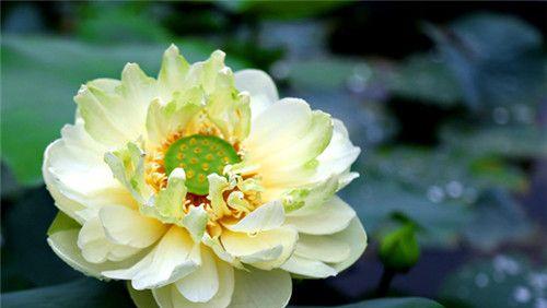 茶香香烟花语代表什么含义？