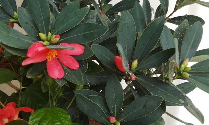 茶香香烟花语代表什么含义？