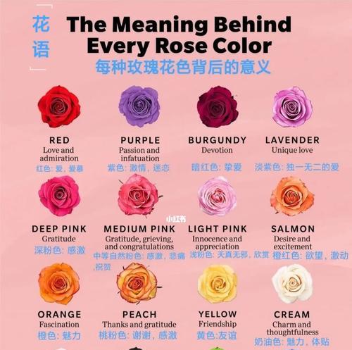 玫瑰颜色不同花语有何区别？哪种颜色的玫瑰代表什么？