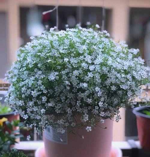 小草种植有何特别花语？