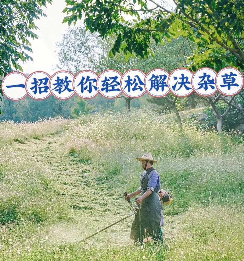 小草种植有何特别花语？