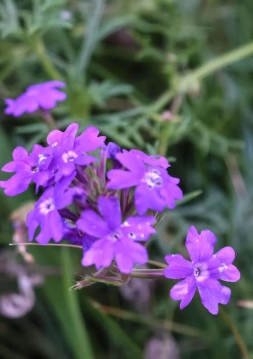 道具紫花在花语中代表什么？
