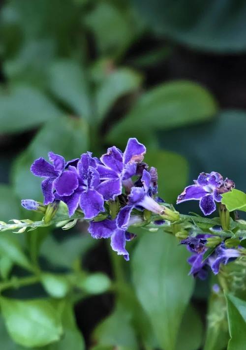 道具紫花在花语中代表什么？