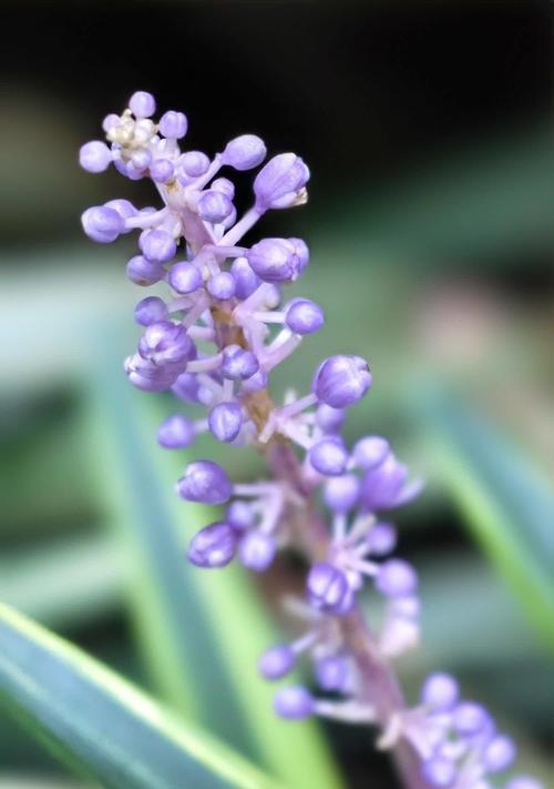 道具紫花在花语中代表什么？