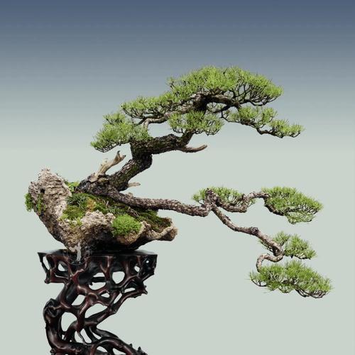 花语心愿通常表达什么样的情感？