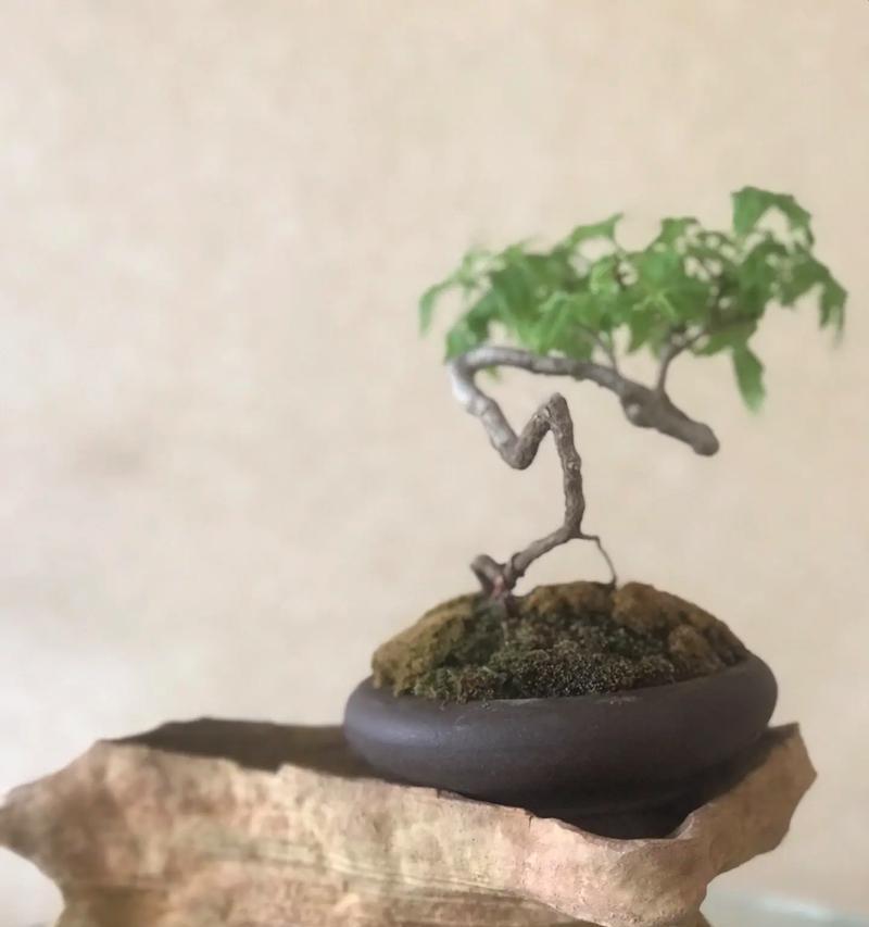 花语心愿通常表达什么样的情感？