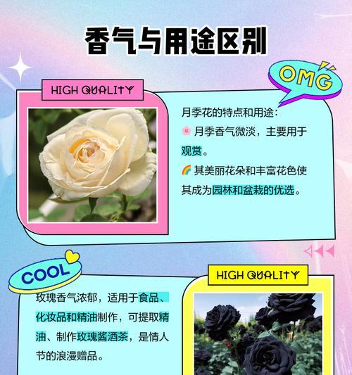 浅玫瑰代表的含义是什么？