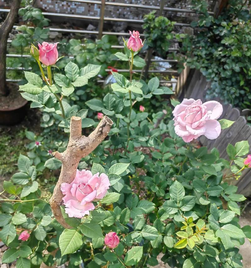 哪种花代表美人？