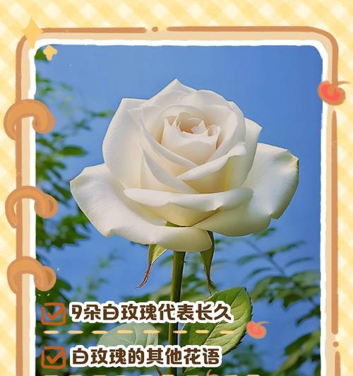 83朵玫瑰花的寓意和含义是什么？
