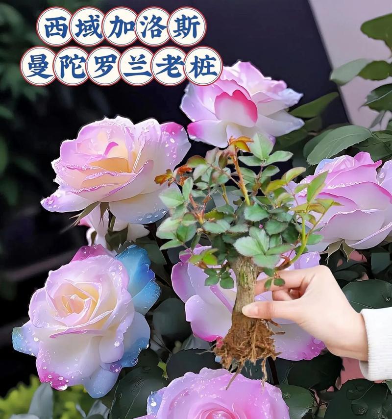 冰雪罗兰花语有何含义？冰雪罗兰象征着什么？