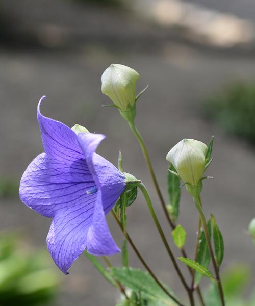 如何用花语表达“不喧宾夺主”？