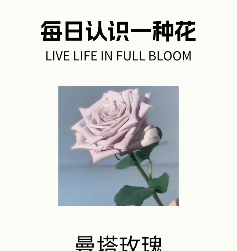 曼塔紫罗兰的花语有何深意？紫罗兰代表什么？