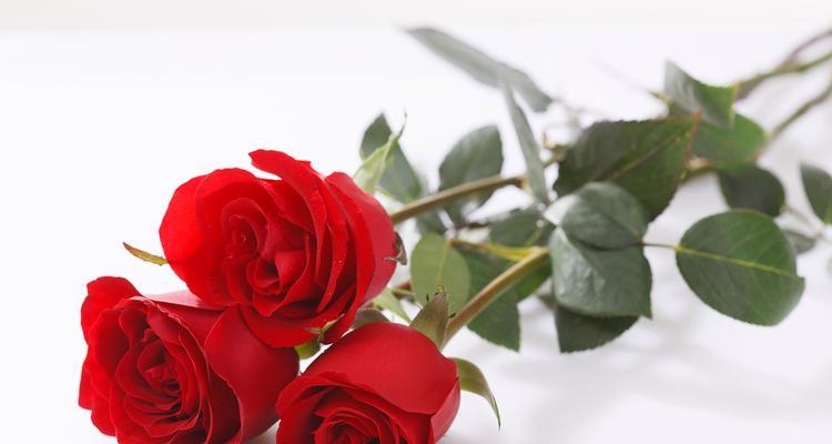 双子座玫瑰花的花语是什么？10支玫瑰花有何特别寓意？