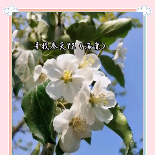 苹果花的花语为何与陷阱相关？