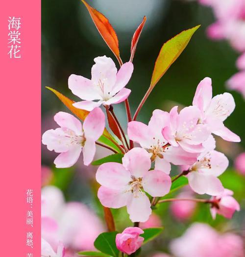 苹果花的花语为何与陷阱相关？