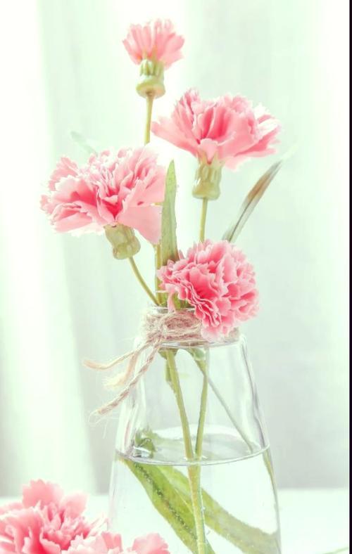 康乃馨的祝愿花语有何深意？