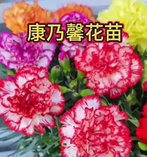 康乃馨的祝愿花语有何深意？