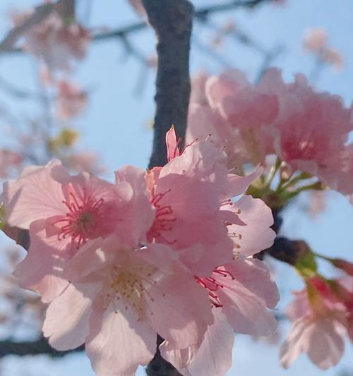 公园中放慢脚步观赏的花语是什么？