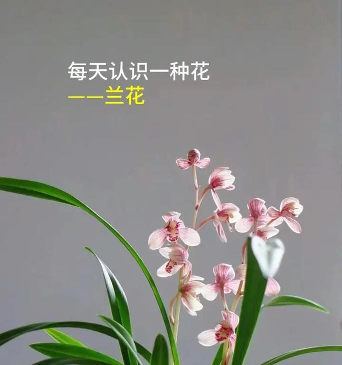 兰花送人的花语是什么？兰花在不同文化中的寓意有何不同？