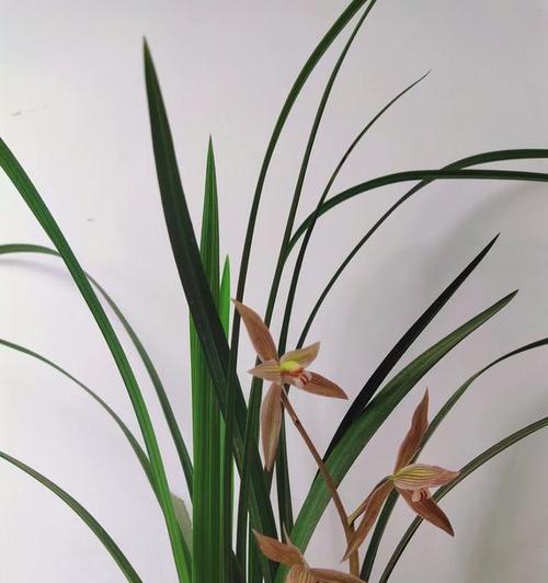 兰花送人的花语是什么？兰花在不同文化中的寓意有何不同？