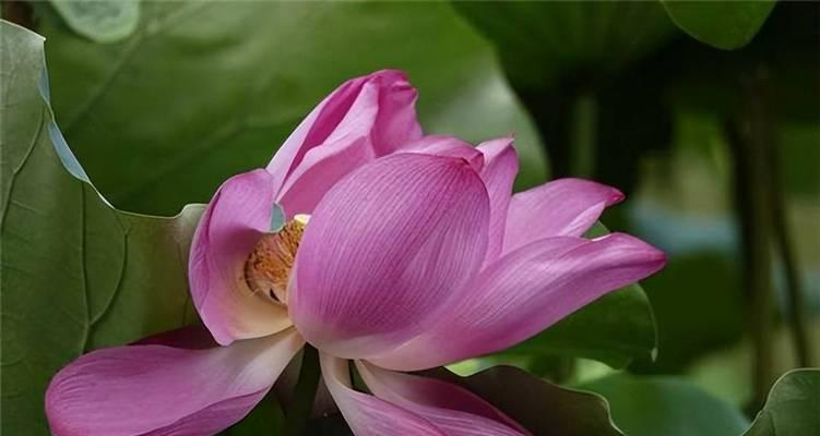 冰娇花的花语是什么含义？