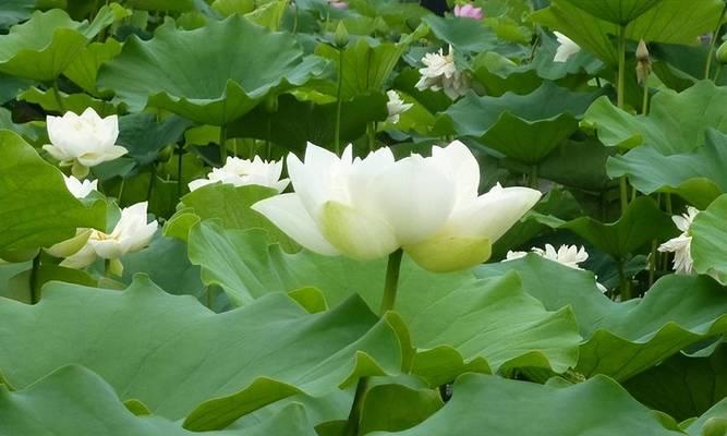 冰娇花的花语是什么含义？