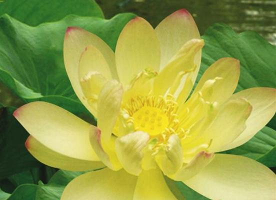 冰娇花的花语是什么含义？