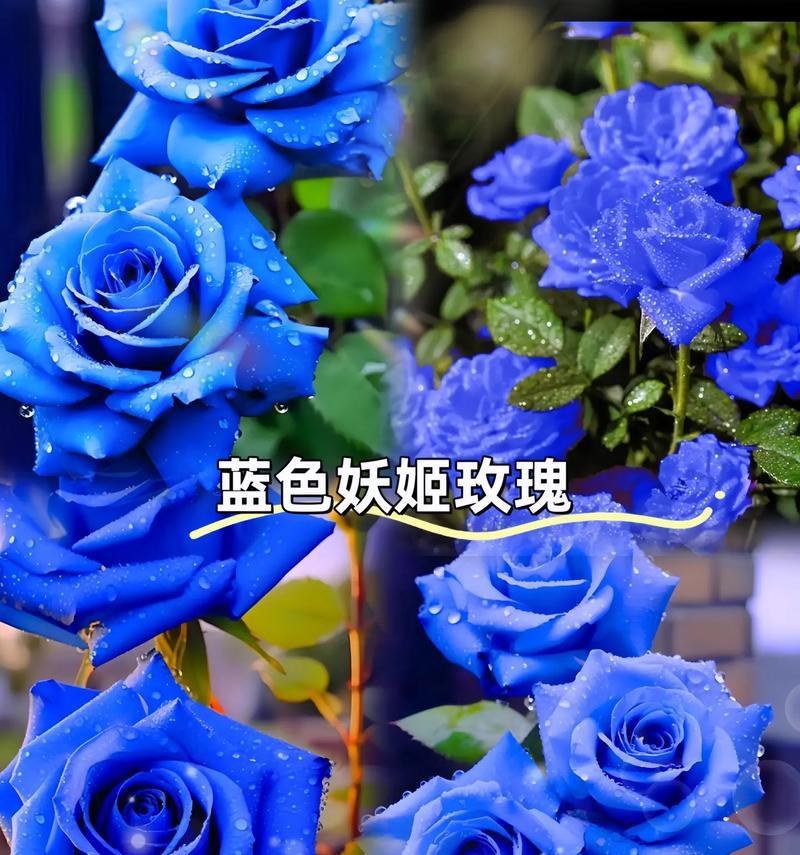 蓝色西番莲的花语代表什么含义？