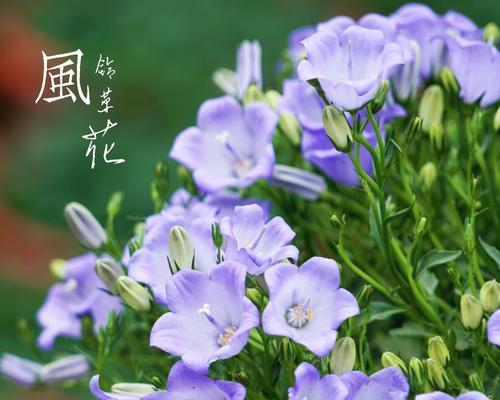 花语通常代表什么意思？它在不同文化中有哪些差异？
