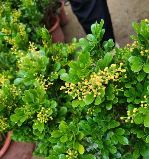 花语通常代表什么意思？它在不同文化中有哪些差异？