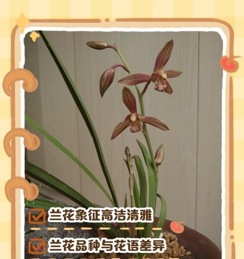 花语通常代表什么意思？它在不同文化中有哪些差异？