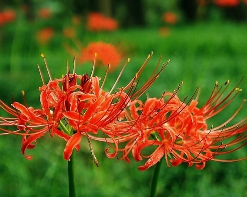 彼岸花的花语代表什么？它的寓意有何深意？
