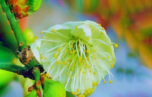 送给梅子的花语是什么呢